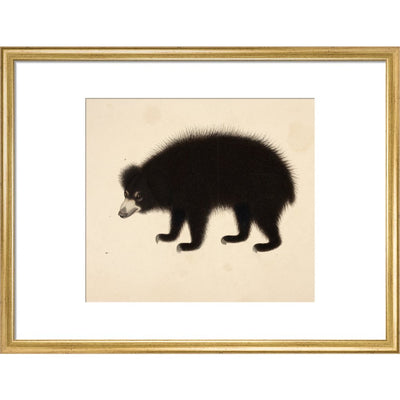 Sloth Bear print in gold frame