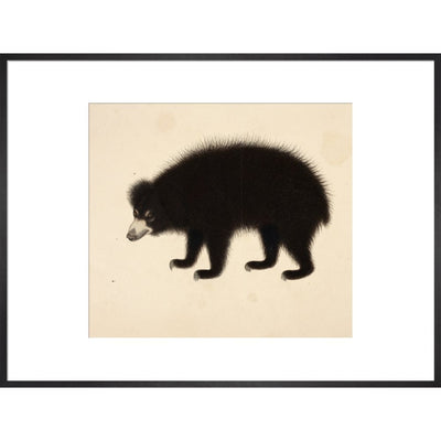 Sloth Bear print in black frame