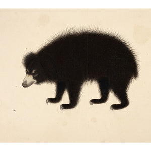 Sloth Bear print