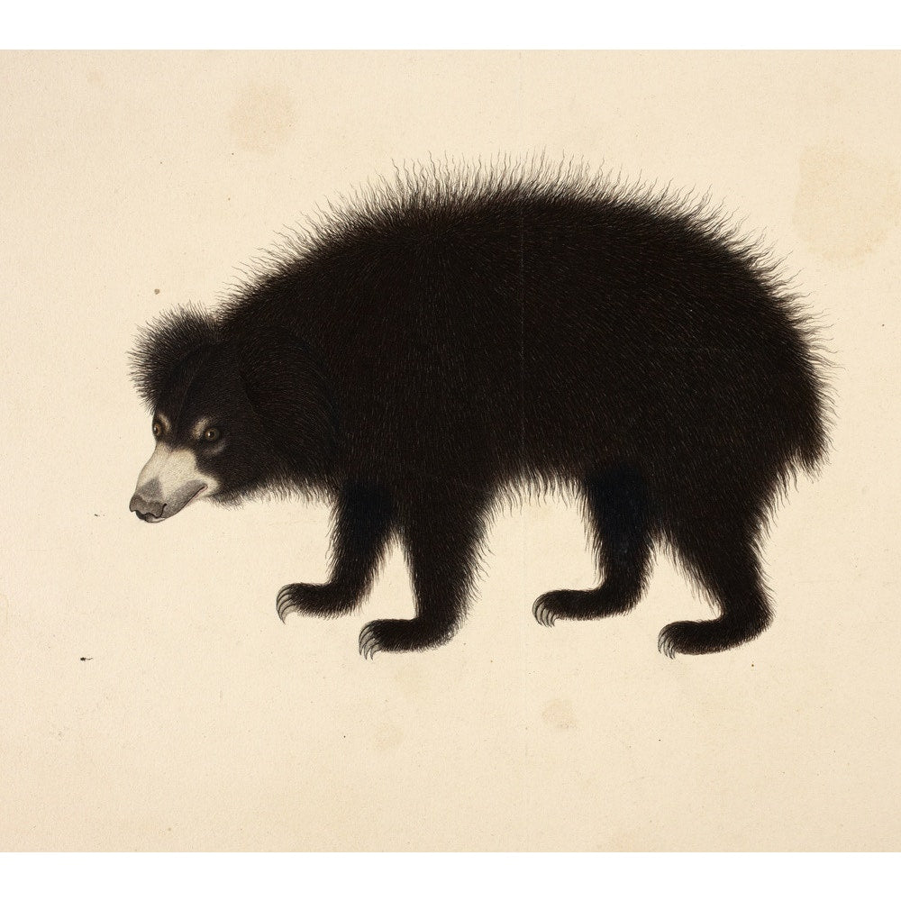 Bear Sloth Bear Hoạt Hình Vector Minh Họa Hình minh họa Sẵn có - Tải xuống  Hình ảnh Ngay bây giờ - Gấu lợn, Gấu - Động vật có vú, Châu Á - iStock
