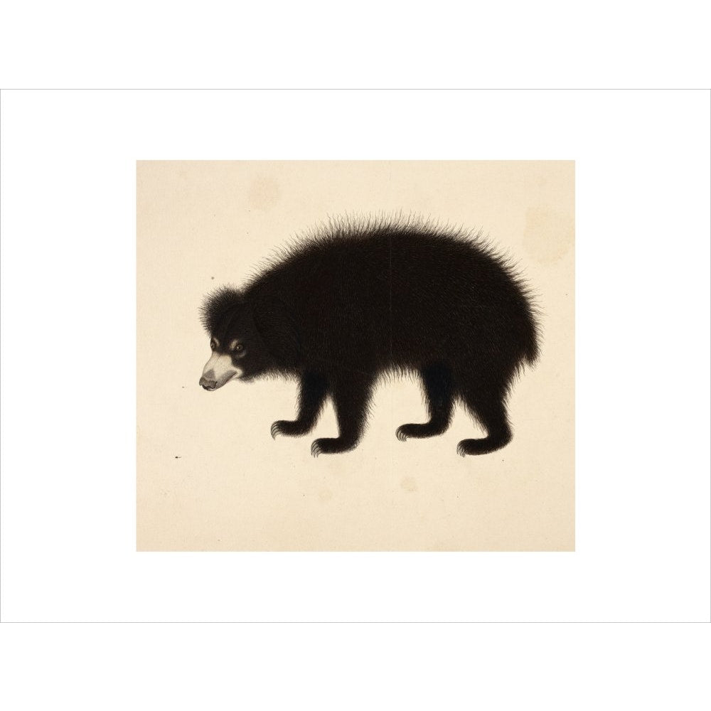 Sloth Bear print unframed