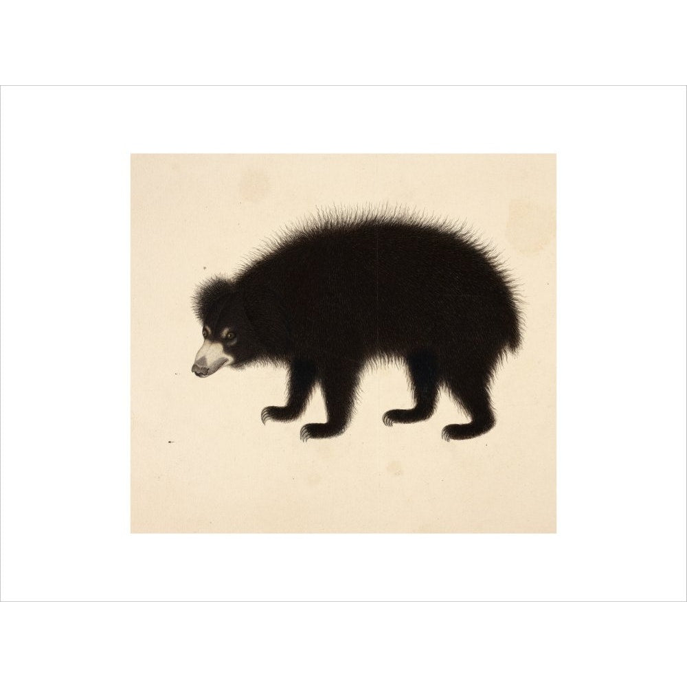 Sloth Bear print unframed