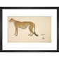 Asian Cheetah print in black frame