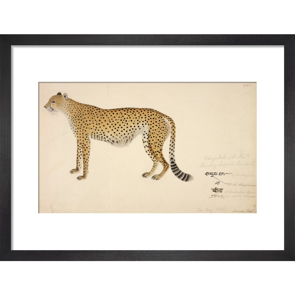 Asian Cheetah print in black frame