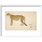 Asian Cheetah print in white frame