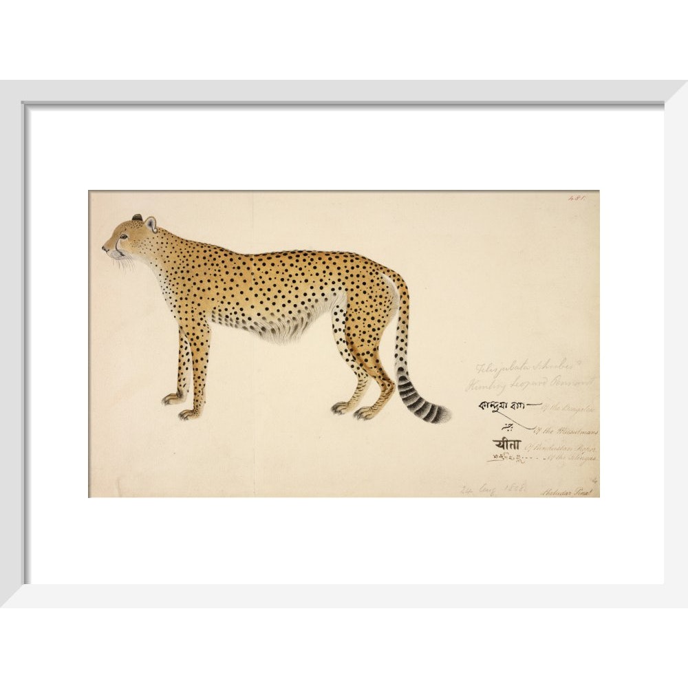 Asian Cheetah print in white frame