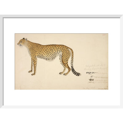 Asian Cheetah print in white frame