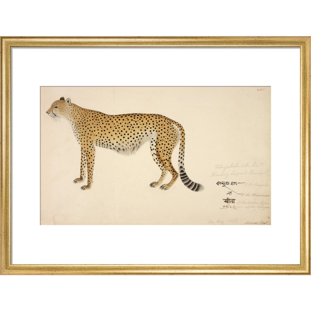 Asian Cheetah print in gold frame