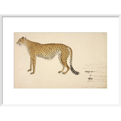 Asian Cheetah print in white frame