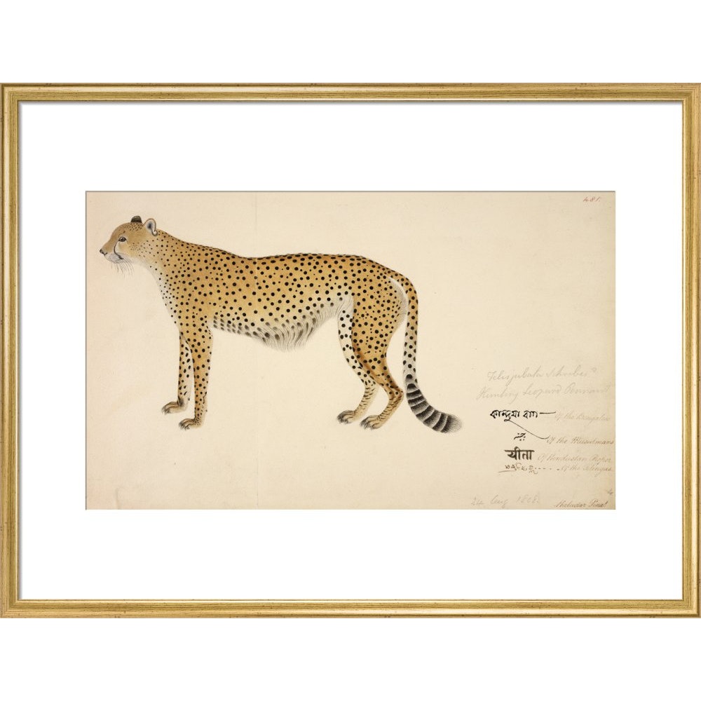 Asian Cheetah print in gold frame