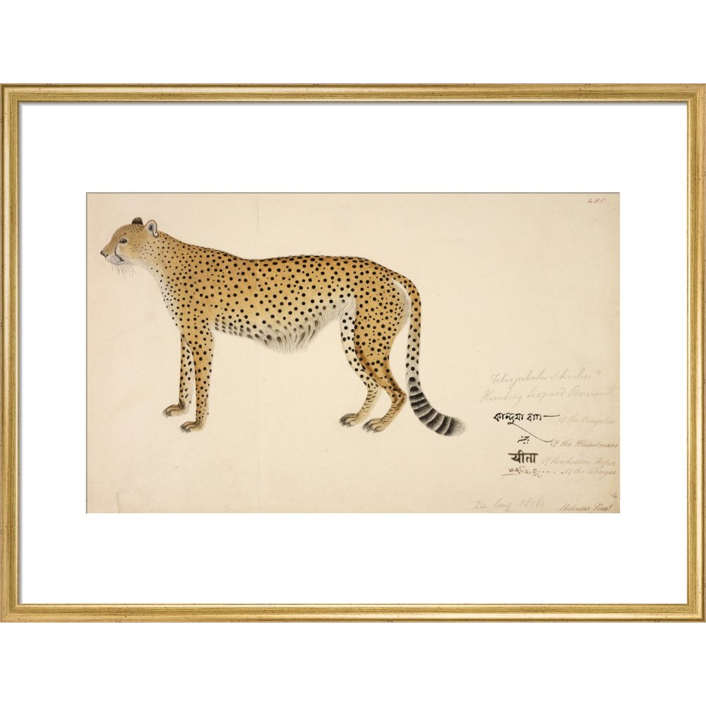 Asian Cheetah print in gold frame