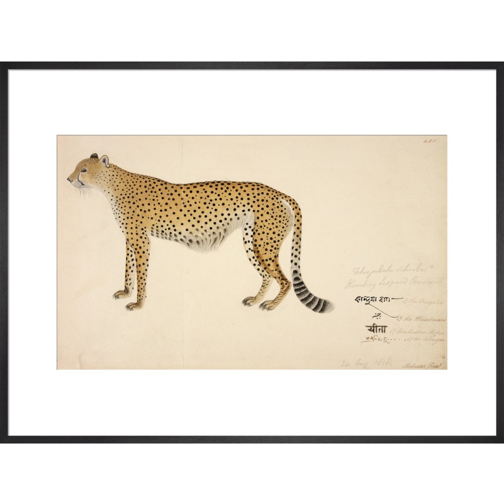 Asian Cheetah print in black frame