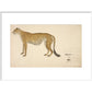 Asian Cheetah print in white frame