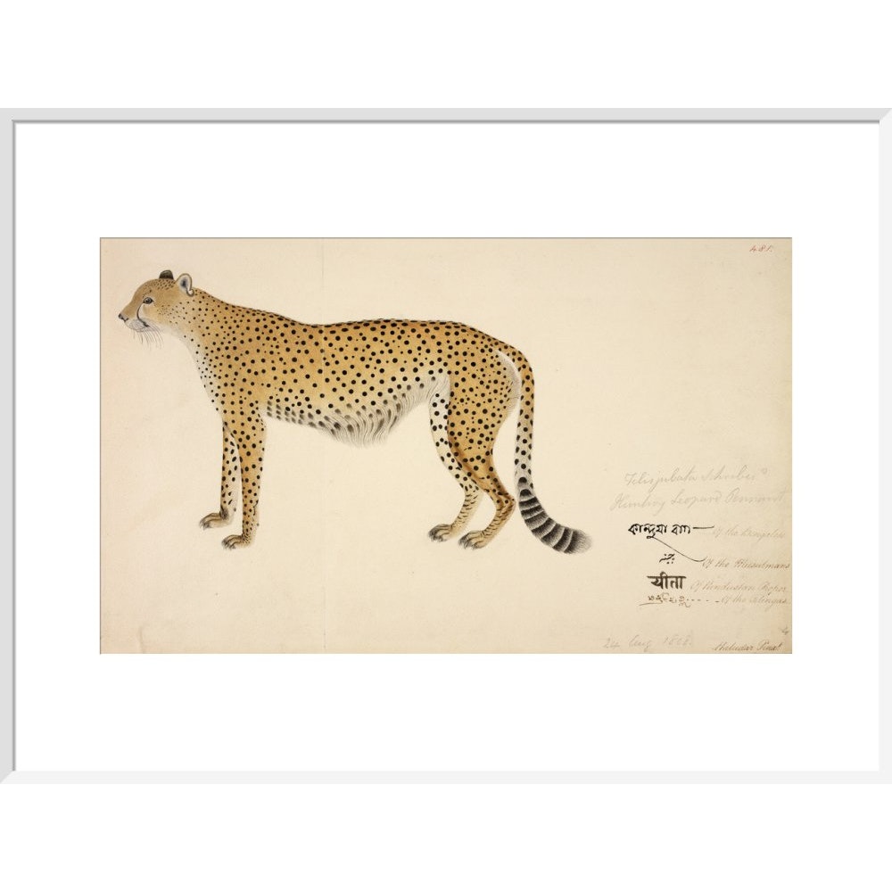 Asian Cheetah print in white frame