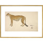 Asian Cheetah print in gold frame