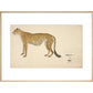 Asian Cheetah print in natural frame