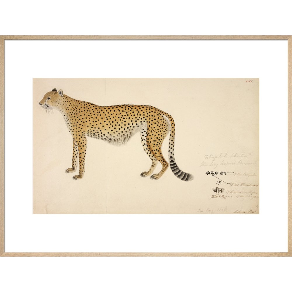 Asian Cheetah print in natural frame