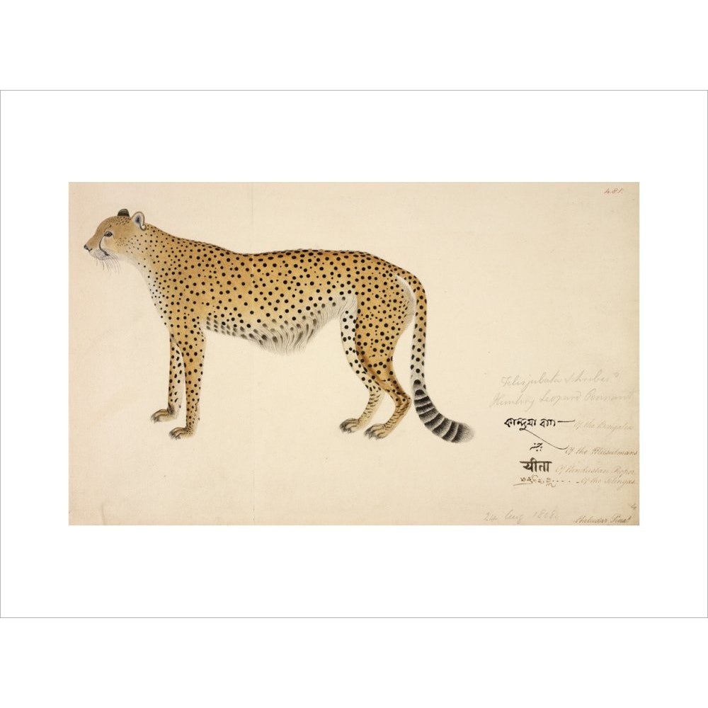 Asian Cheetah print unframed