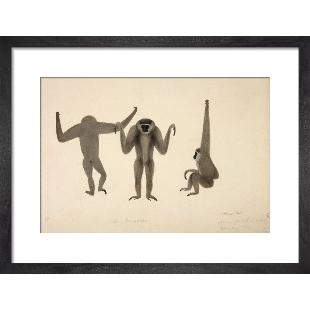 Moloch Gibbon print in black frame