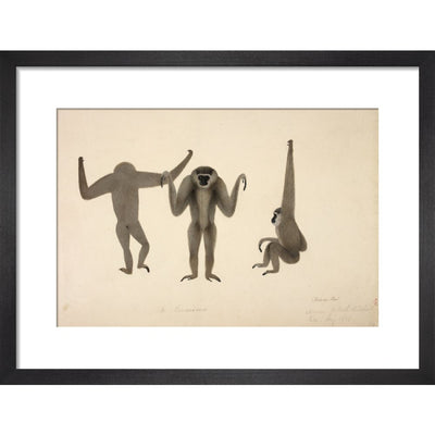 Moloch Gibbon print in black frame