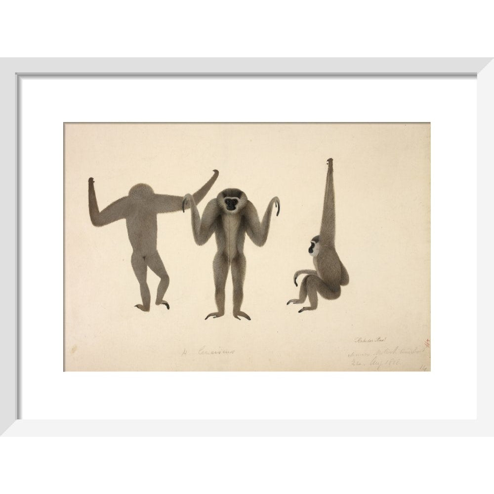 Moloch Gibbon print in white frame