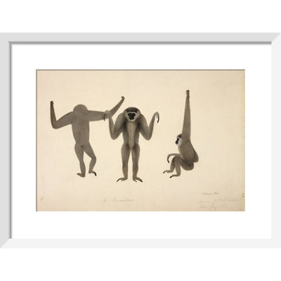 Moloch Gibbon print in white frame