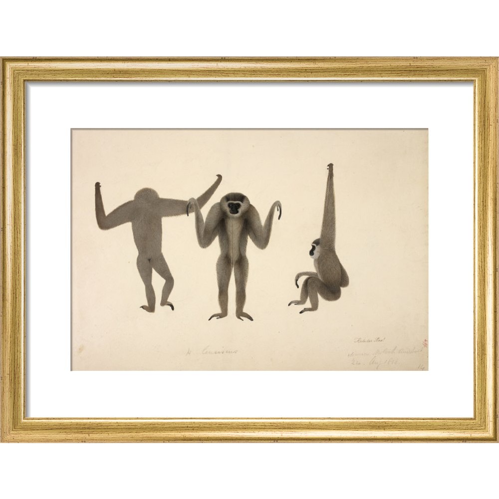 Moloch Gibbon print in gold frame