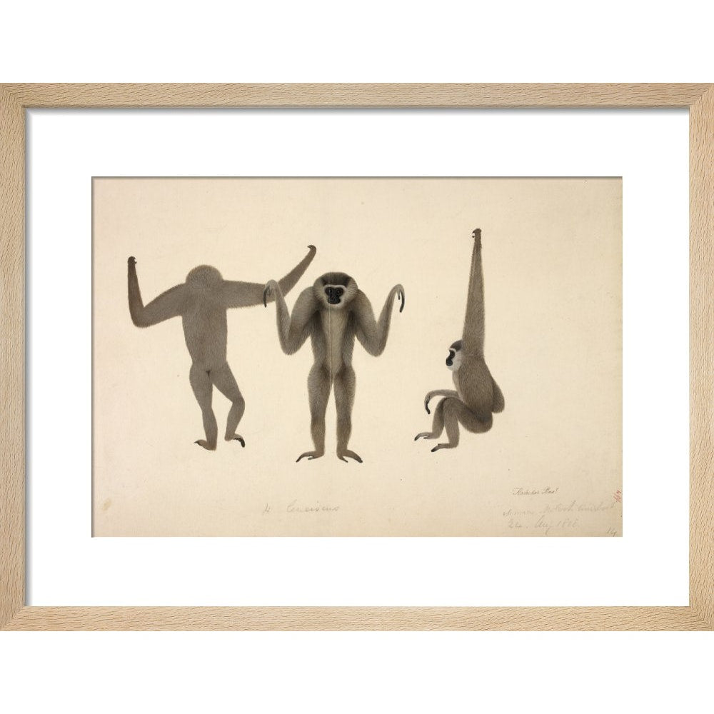 Moloch Gibbon print in natural frame