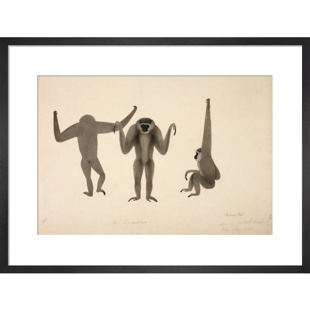 Moloch Gibbon print in black frame