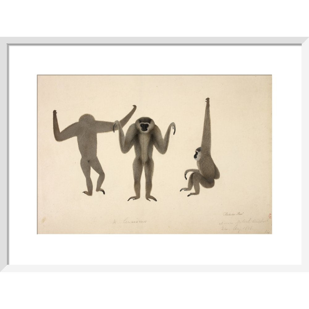 Moloch Gibbon print in white frame