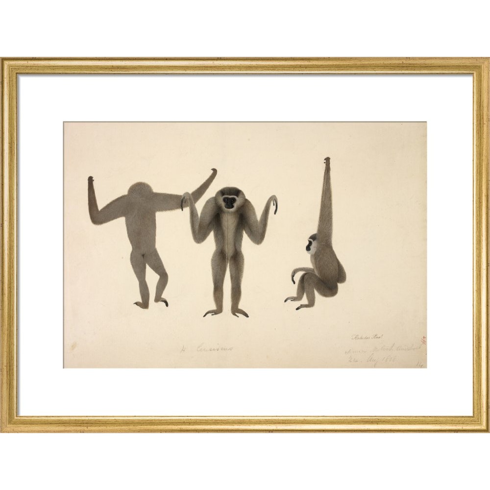 Moloch Gibbon print in gold frame