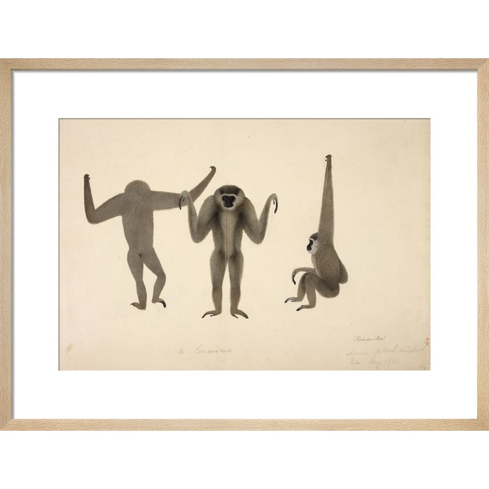 Moloch Gibbon print in natural frame