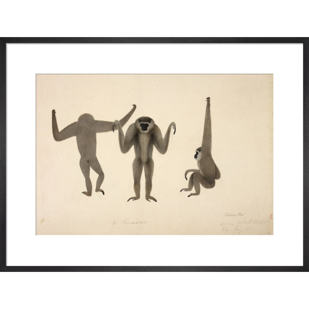 Moloch Gibbon print in black frame