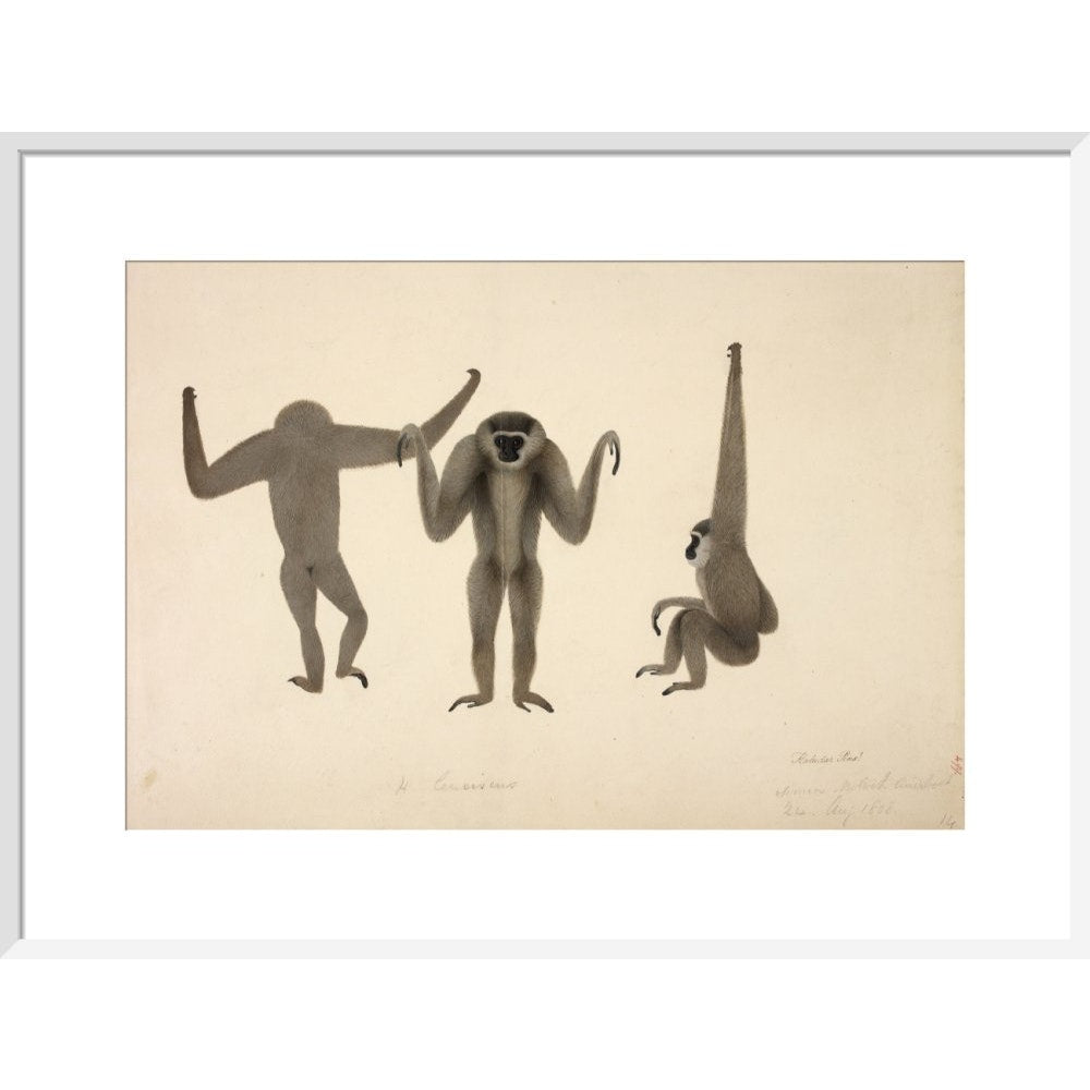 Moloch Gibbon print in white frame