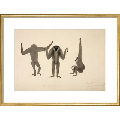 Moloch Gibbon print in gold frame