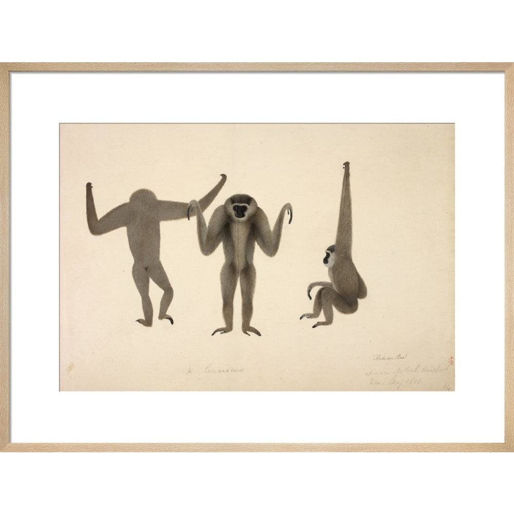 Moloch Gibbon print in natural frame