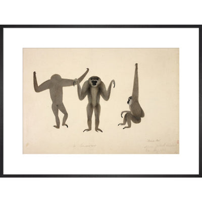 Moloch Gibbon print in black frame