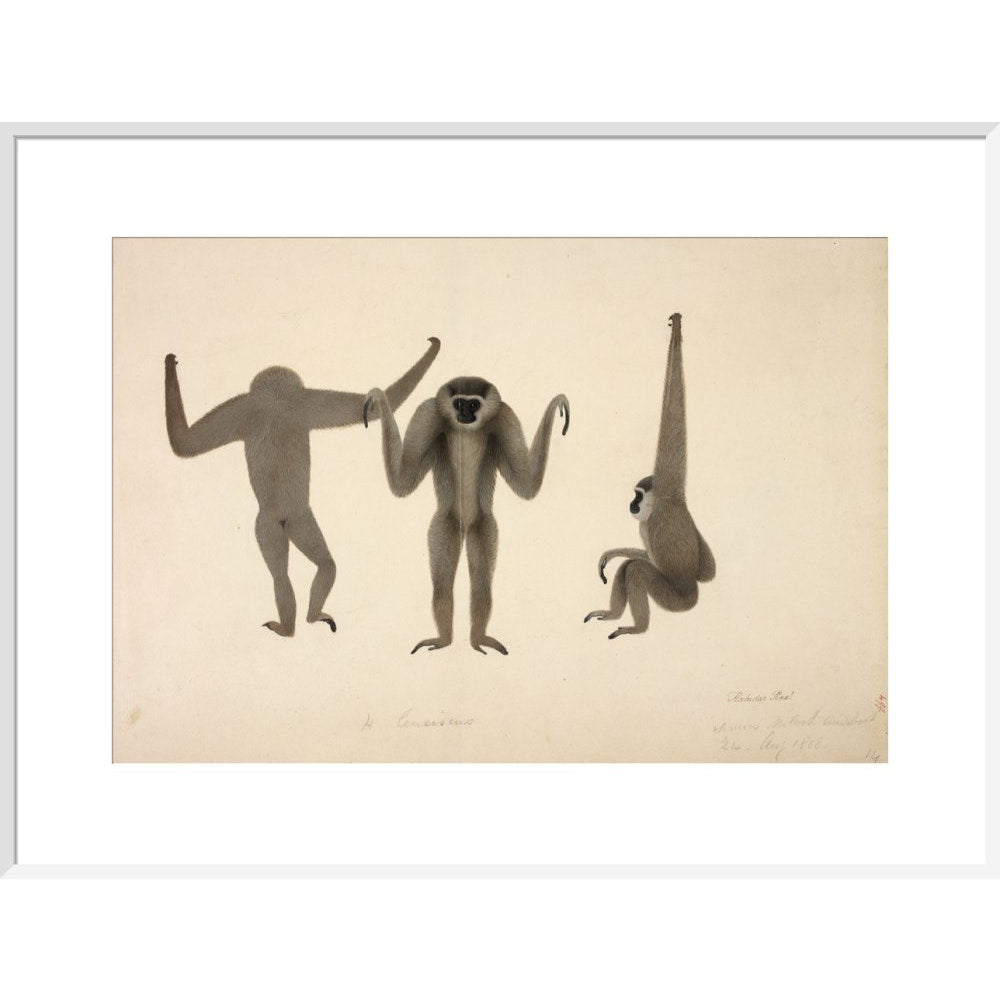 Moloch Gibbon print in white frame