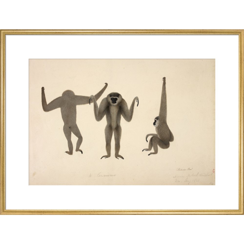 Moloch Gibbon print in gold frame