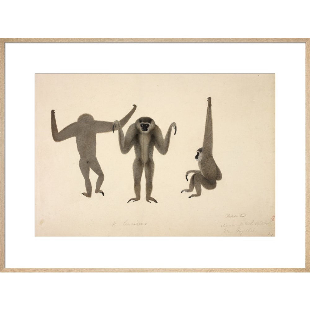 Moloch Gibbon print in natural frame