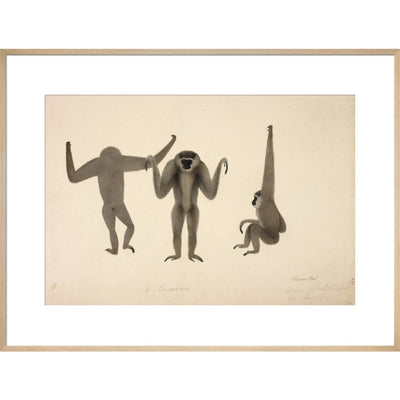 Moloch Gibbon print in natural frame