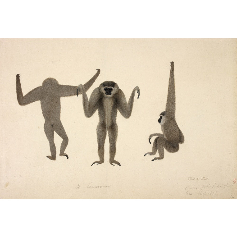 Moloch Gibbon print