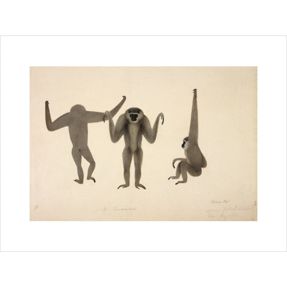 Moloch Gibbon print unframed