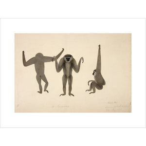 Moloch Gibbon print unframed