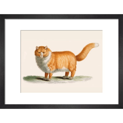 A ginger cat print in black frame