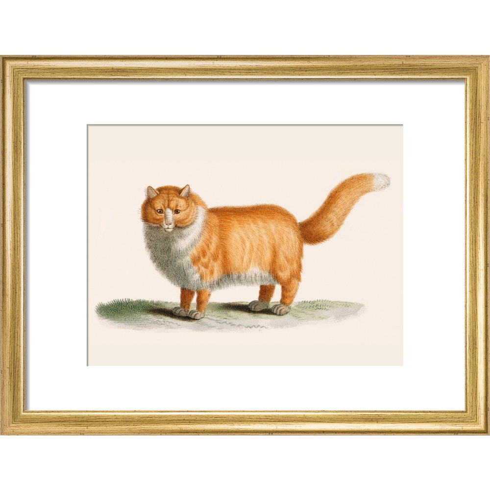 A ginger cat print in gold frame