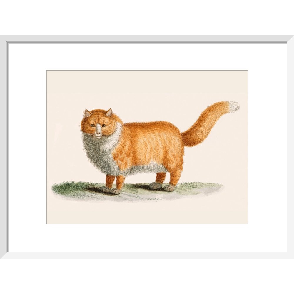 A ginger cat print in white frame