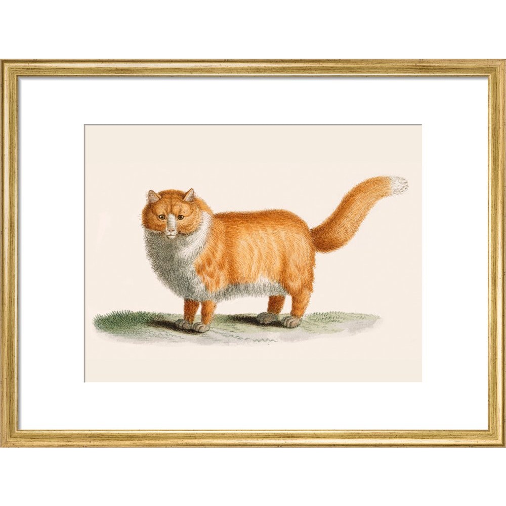 A ginger cat print in gold frame