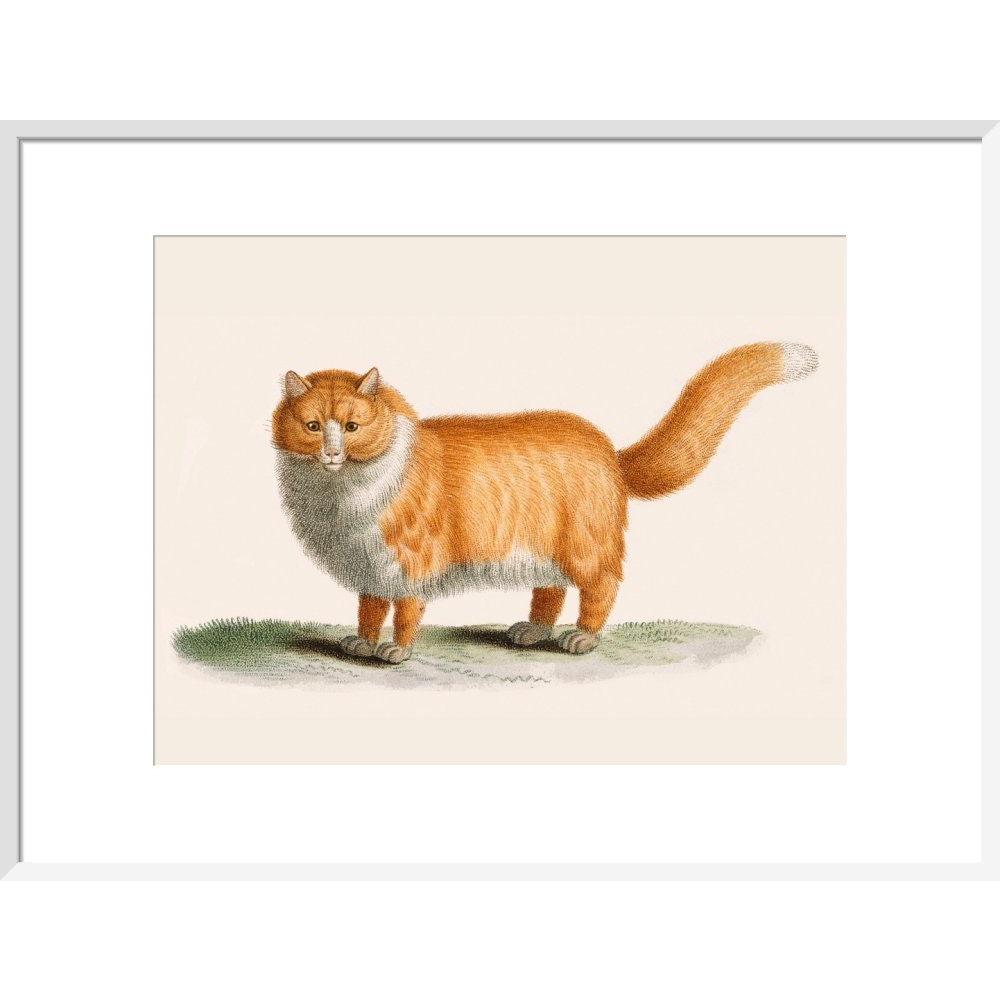 A ginger cat print in white frame