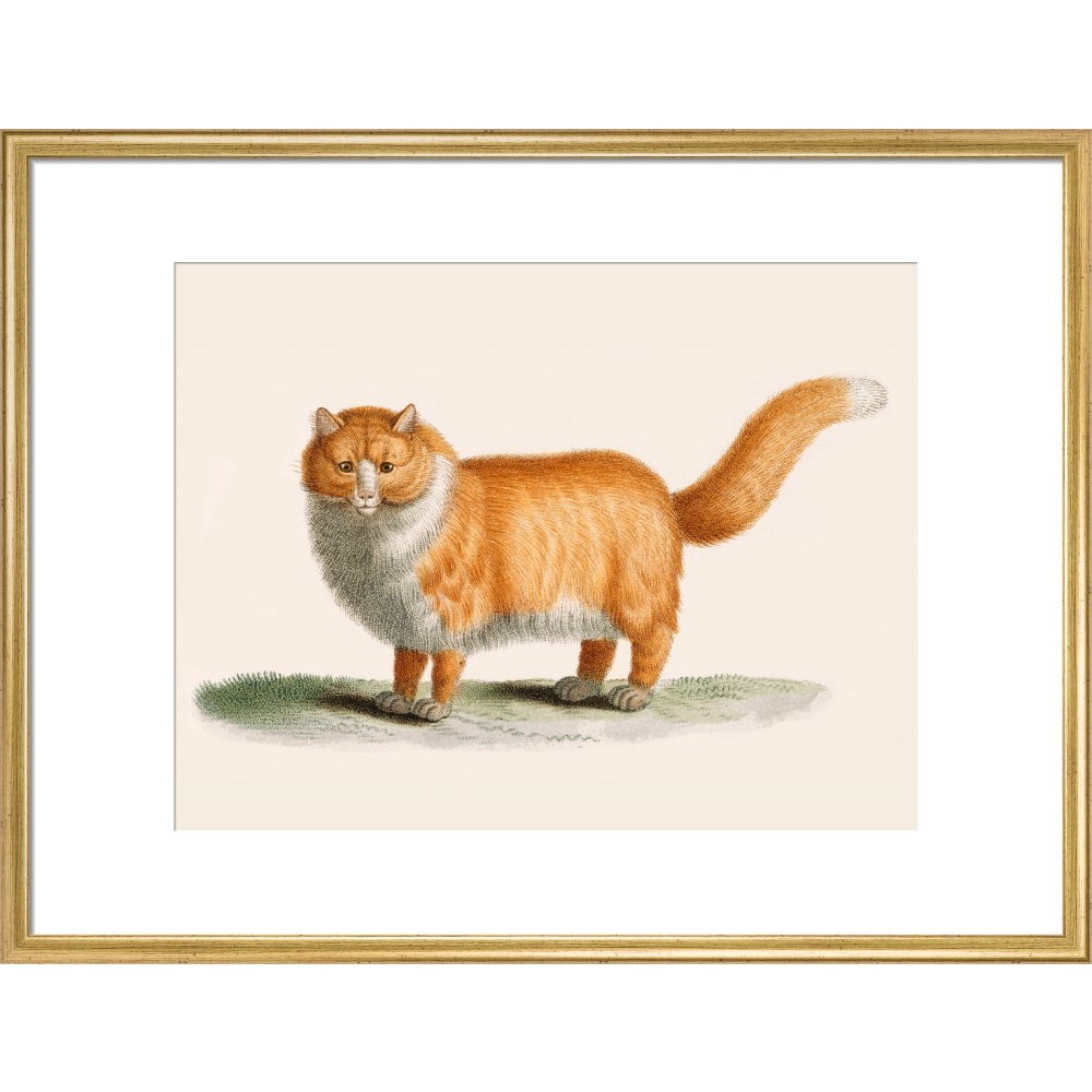A ginger cat print in gold frame